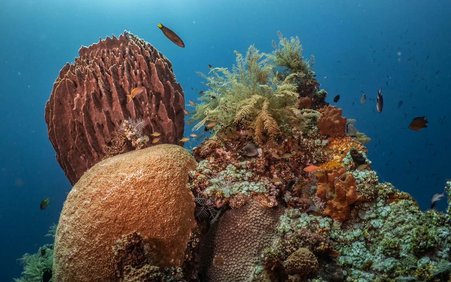 Bali Timur: Snorkeling Blue Lagoon & Budaya